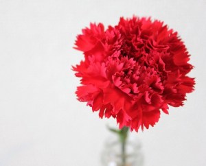 カーネーション