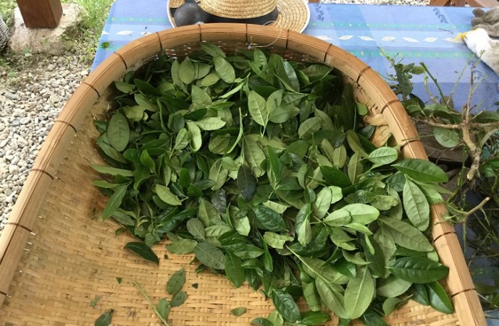 img_1206-feuilles-de-the